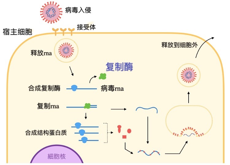 艾滋能不能治愈_艾滋病治愈_2017艾滋治愈型疫苗