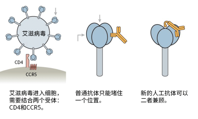 ub421可以治愈艾滋吗_治愈艾滋病_好久才出治愈艾滋病药