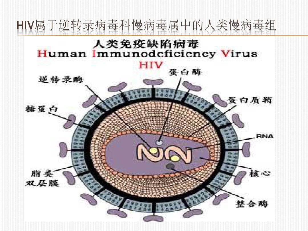 艾滋病急性期_艾滋急性期会全身瘙痒吗_乙肝和艾滋那个病可怕