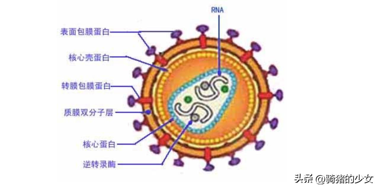 艾滋治愈_治愈艾滋病_能治愈艾滋病的水果