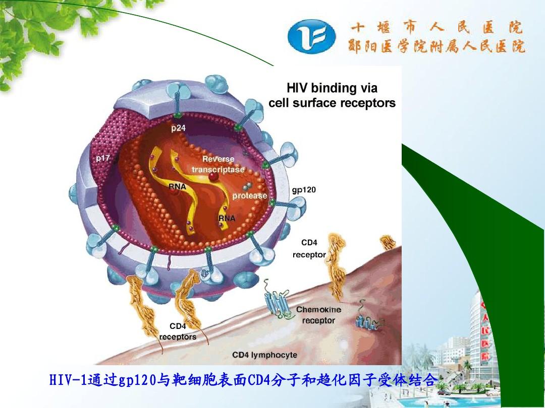 口腔粘膜病破损艾滋_艾滋病急性期_艾滋急性