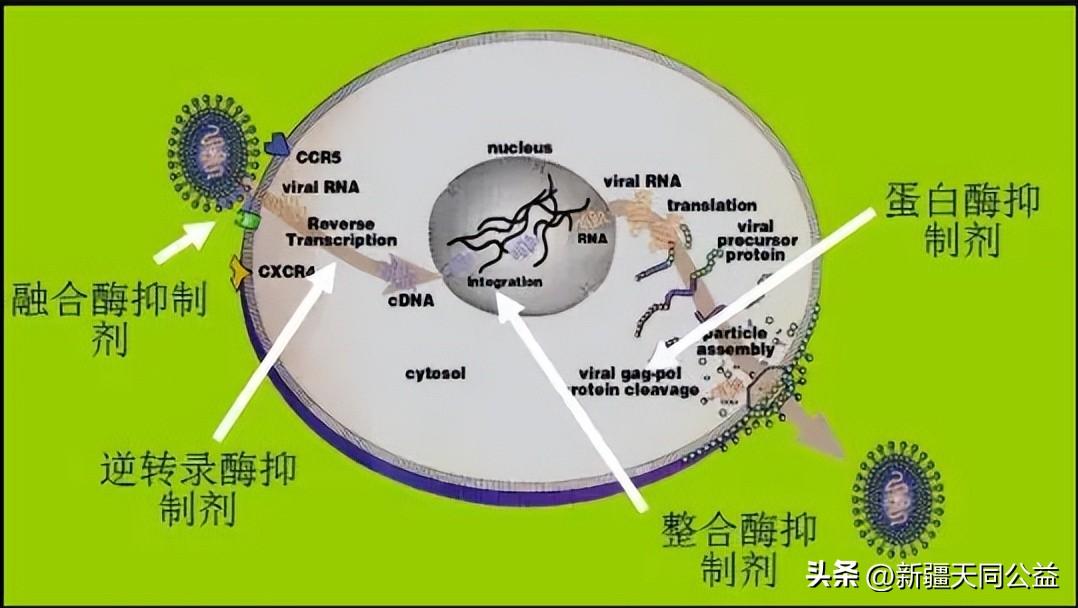 艾滋治愈新闻_治愈艾滋病_艾滋何时治愈