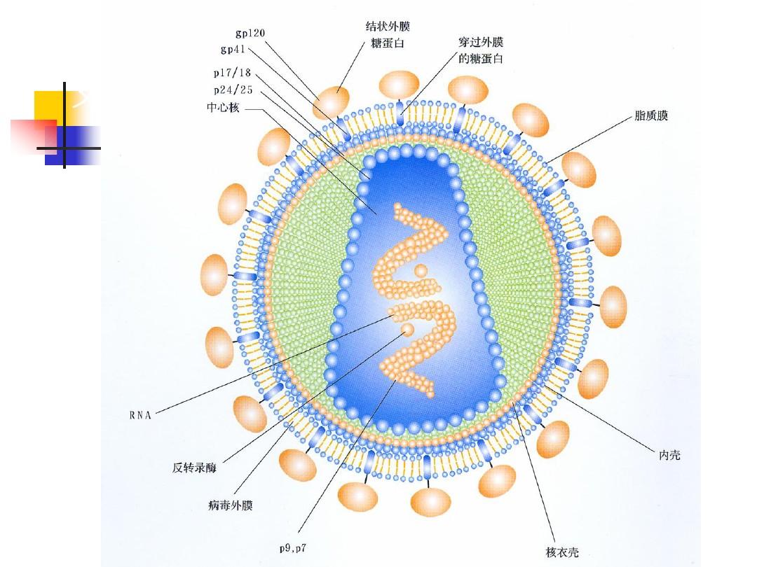 治愈艾滋病_西班牙功能性治愈艾滋_王福生治愈艾滋