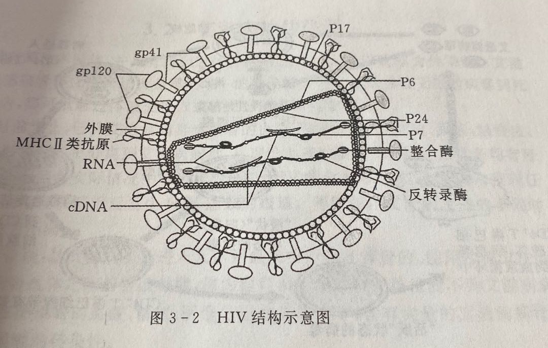 王福生治愈艾滋_治愈艾滋病_西班牙功能性治愈艾滋