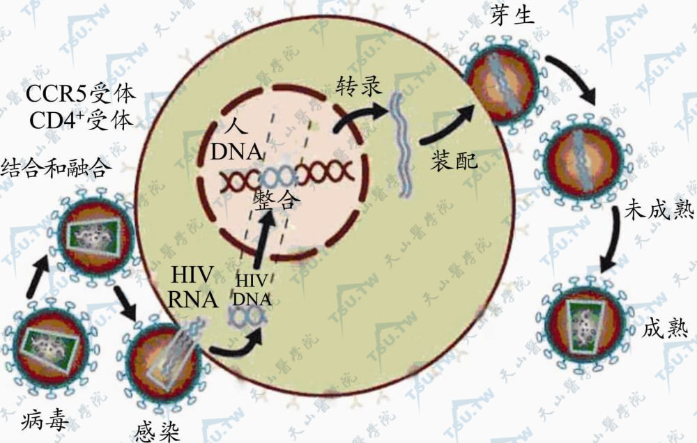 ub421可以治愈艾滋吗_艾滋治愈_艾滋病治愈