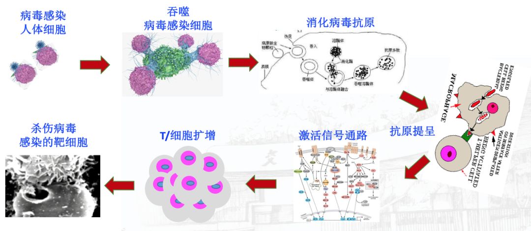 艾滋功能性治愈_治愈艾滋病_2018艾滋最新治愈信息