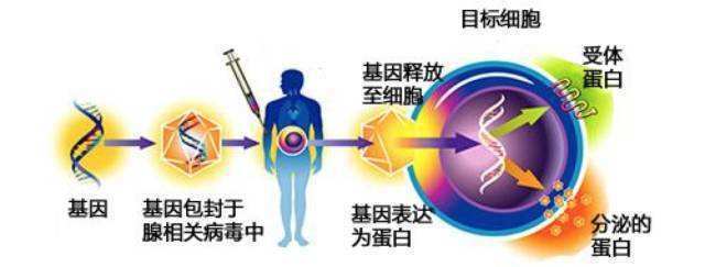 2030年艾滋治愈_治愈艾滋病_2018年艾滋功能性治愈