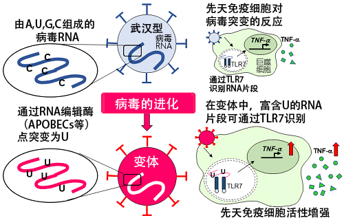 艾滋治愈新闻_治愈艾滋病_丹麦艾滋治愈15人