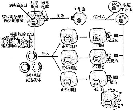 艾滋治愈新闻_治愈艾滋病_丹麦艾滋治愈15人