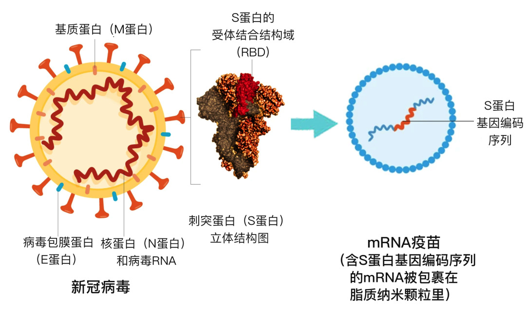 治愈艾滋病_艾滋何时治愈_西班牙功能性治愈艾滋