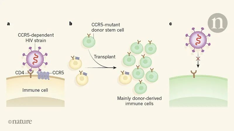 干细胞移植治疗HIV-1感染示意图[9]