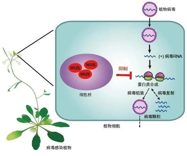 艾滋能不能治愈_艾滋病治愈_能治愈艾滋病的水果