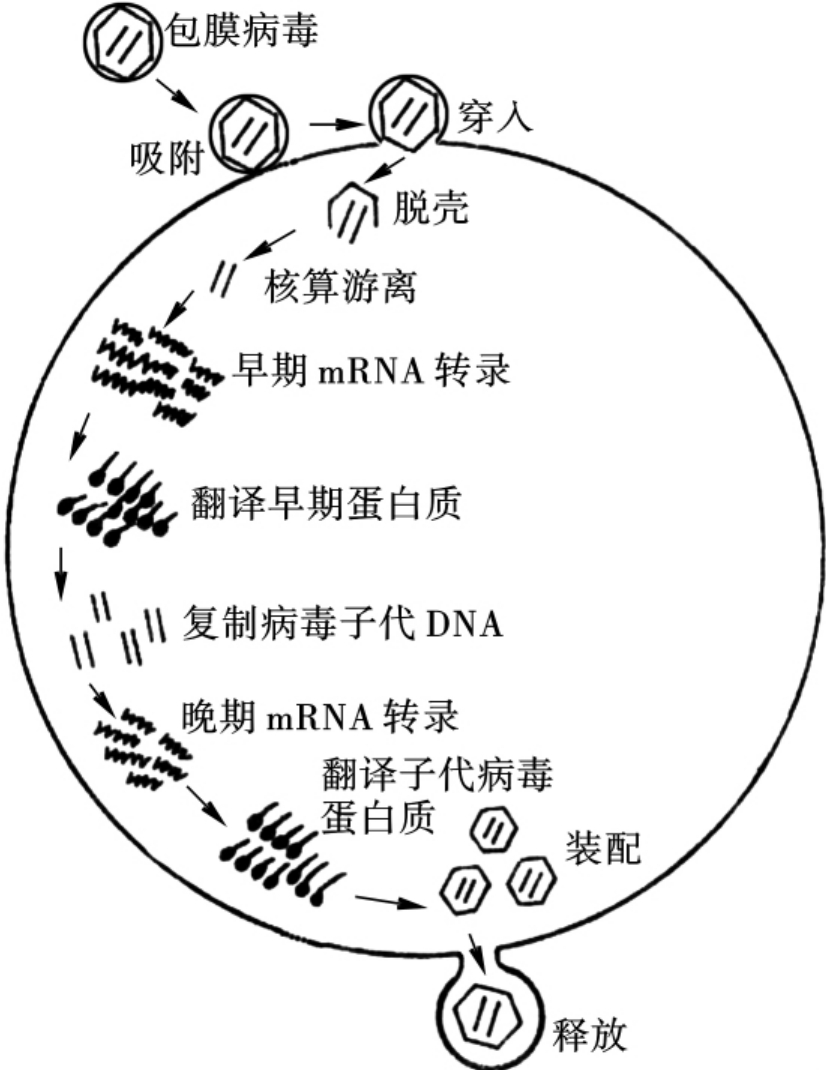 丹麦艾滋治愈15人_治愈艾滋病_艾滋治愈新闻