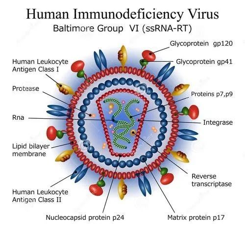 治愈艾滋病_艾滋治愈研究_2030年艾滋治愈