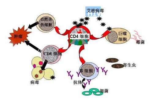 什么的自述作文什么的自述作文_1位艾滋病人的自述_艾滋病自述