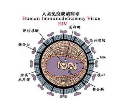 艾滋病初期_艾滋病的初期症状_艾滋病感染初期症状