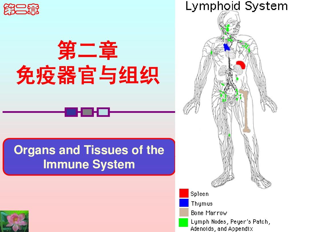 艾滋病的初期症状图_艾滋病初期_艾滋病感染初期一定有症状吗