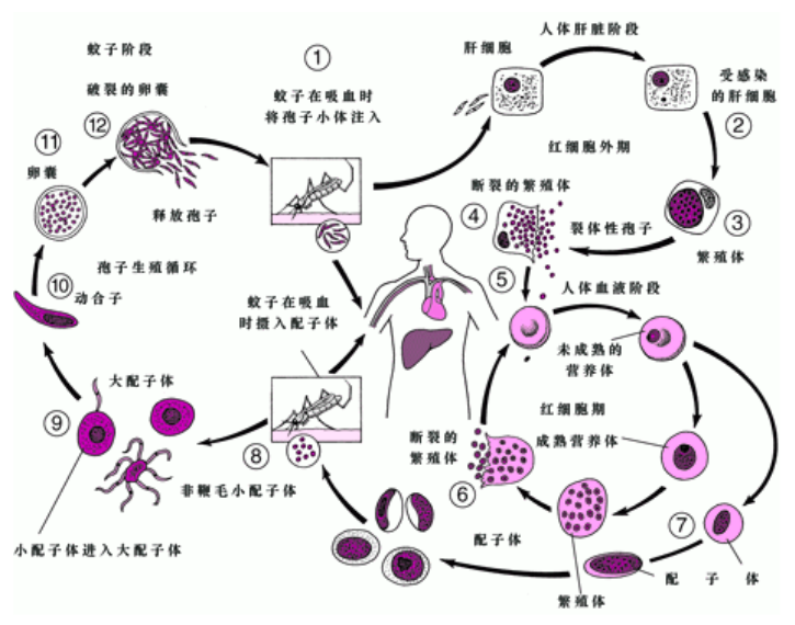 艾滋病初期_艾滋病感染初期一定有症状吗_人工寻麻疹是艾滋病的初期症状吗