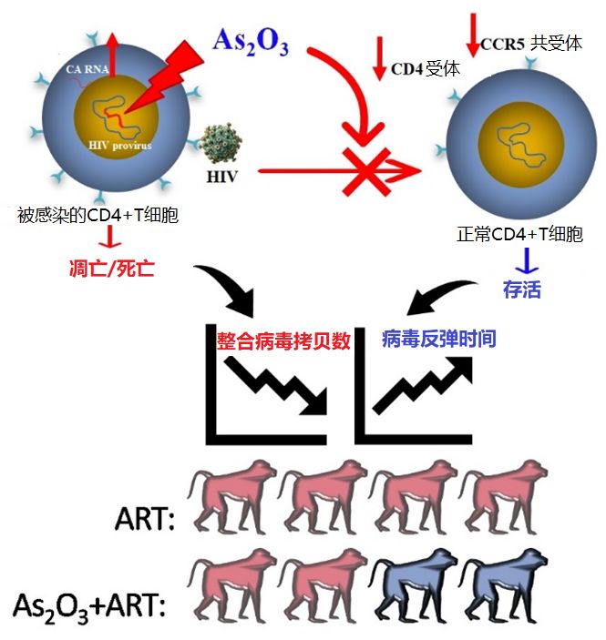 艾滋治愈研究_2017艾滋治愈型疫苗_治愈艾滋病