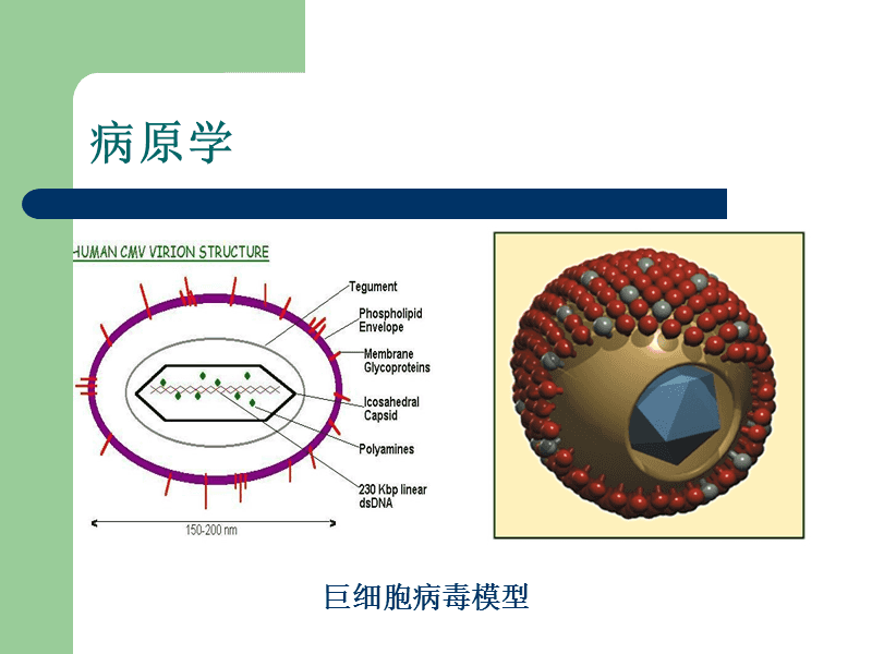 能治愈艾滋病的水果_2018年艾滋功能性治愈_治愈艾滋病