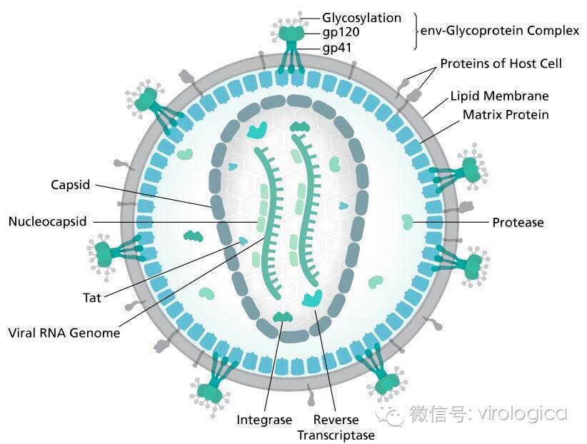 艾滋功能性治愈_艾滋治愈十一个月一针_艾滋病治愈