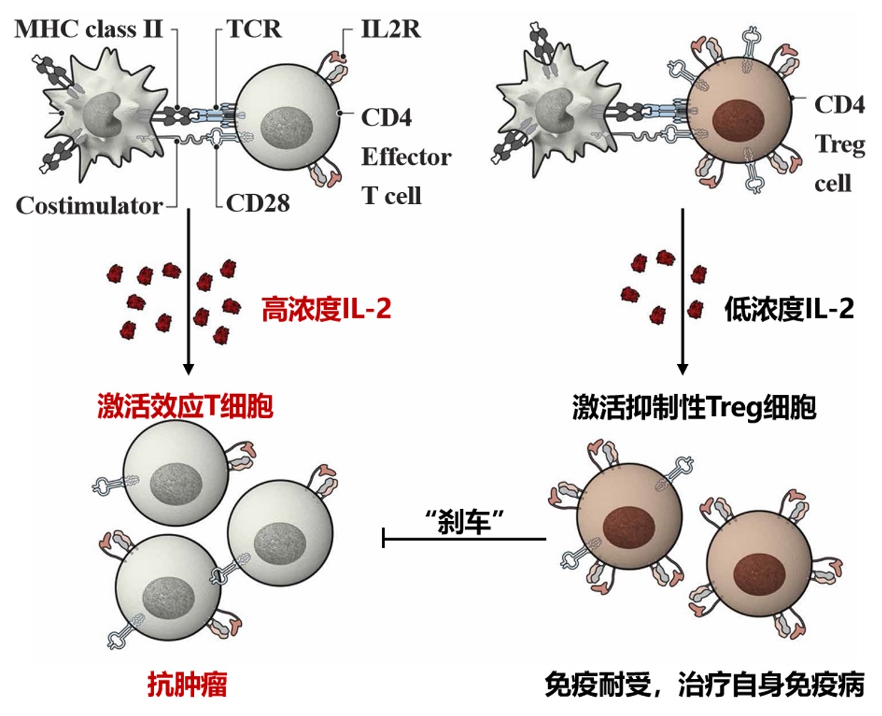 艾滋病治愈_艾滋治愈研究_丹麦艾滋治愈15人