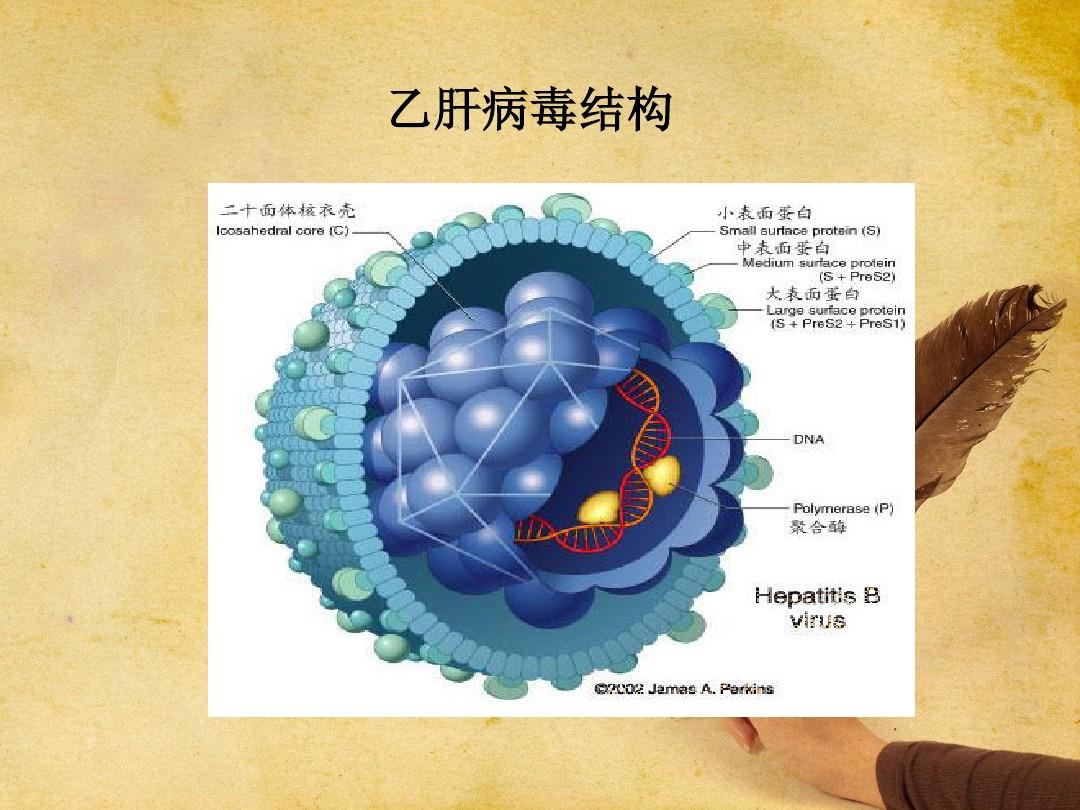 艾滋病初期_艾滋病的初期症状图_女性得艾滋病的初期症状