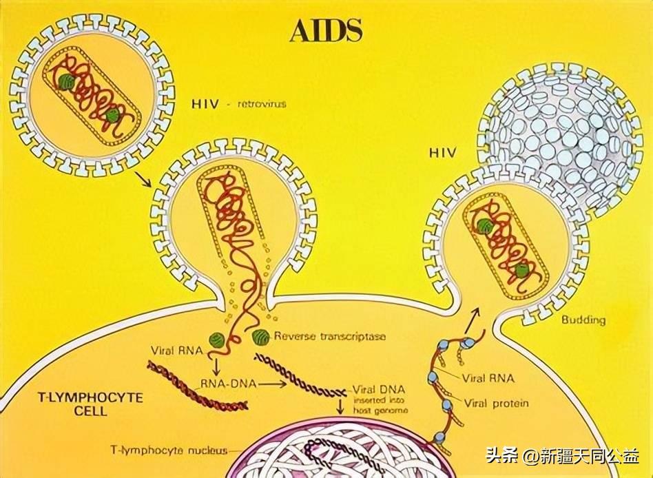 王福生治愈艾滋_艾滋治愈新闻_艾滋病治愈