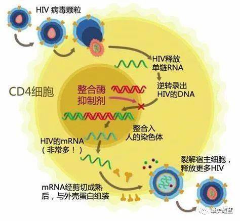 治愈艾滋病有希望吗_治愈的艾滋病_艾滋病治愈