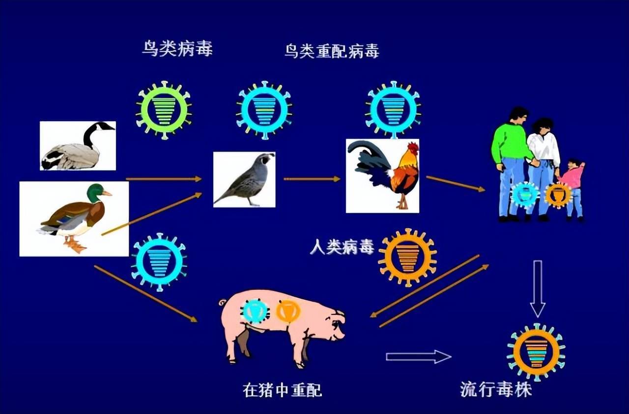 急性艾滋病感染期的主要表现_艾滋病急性期_艾滋病急性期具有传染性吗