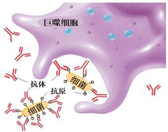 恐艾强迫症怎样脱恐_恐艾_恐艾症