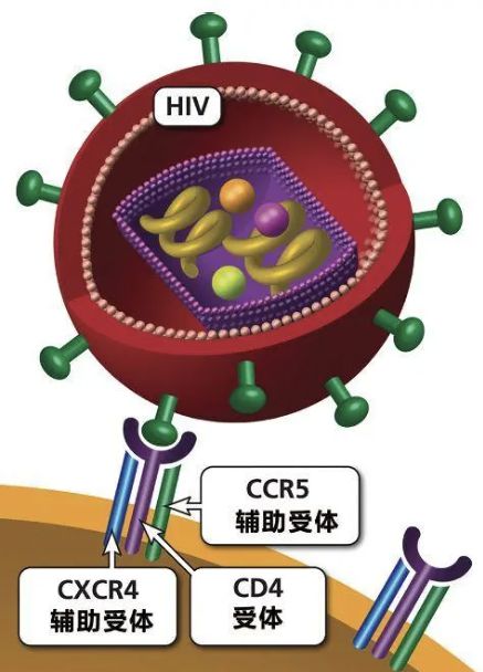 治愈的艾滋病_治愈的艾滋病人_艾滋病治愈