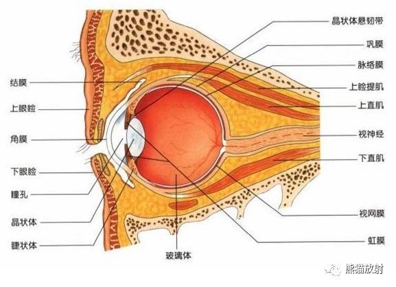 艾滋病急性期_急性期艾滋病症状_急性艾滋病感染期的主要表现