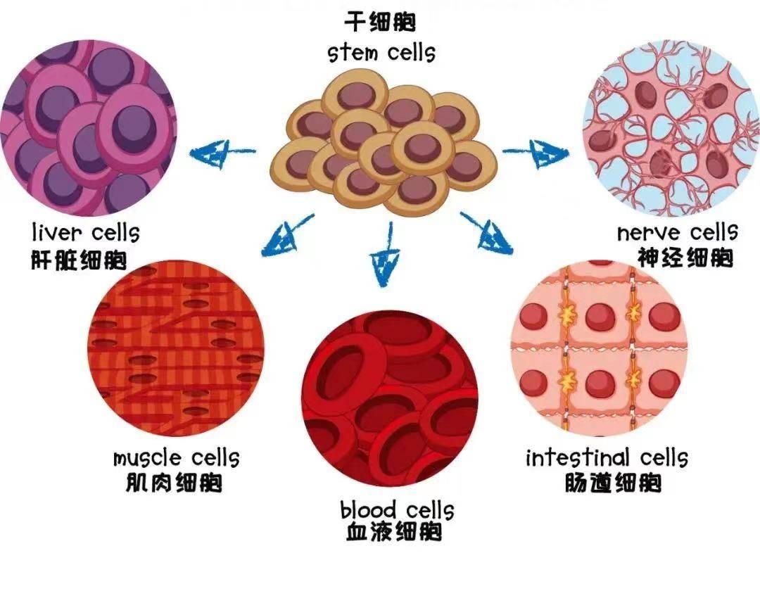 治愈的艾滋病_治愈艾滋病的又一人_艾滋病治愈