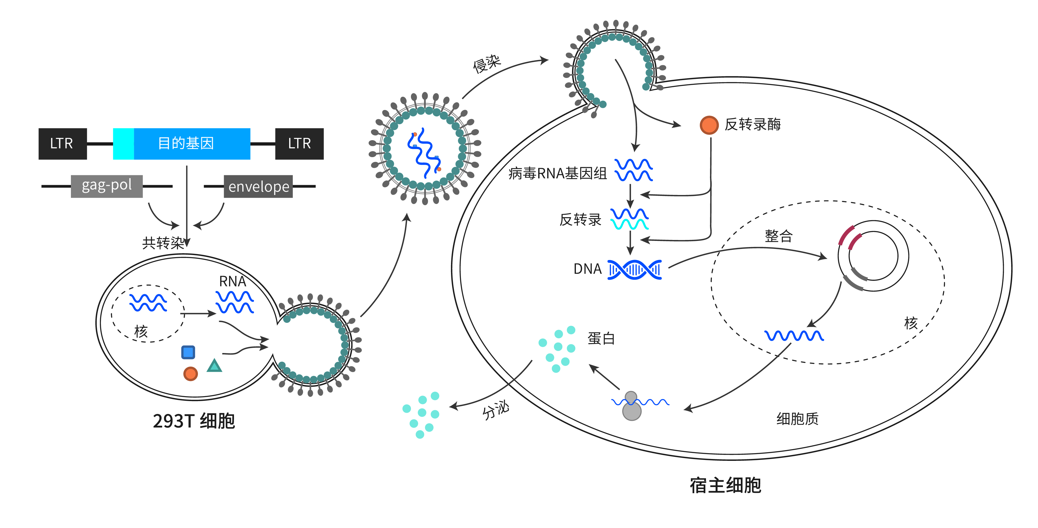 治愈的艾滋病_治愈艾滋病_治愈艾滋病的又一人