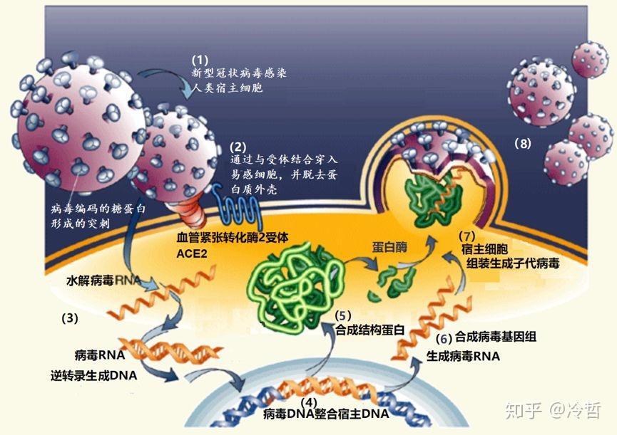 治愈艾滋病的又一人_治愈艾滋病有希望吗_艾滋病治愈