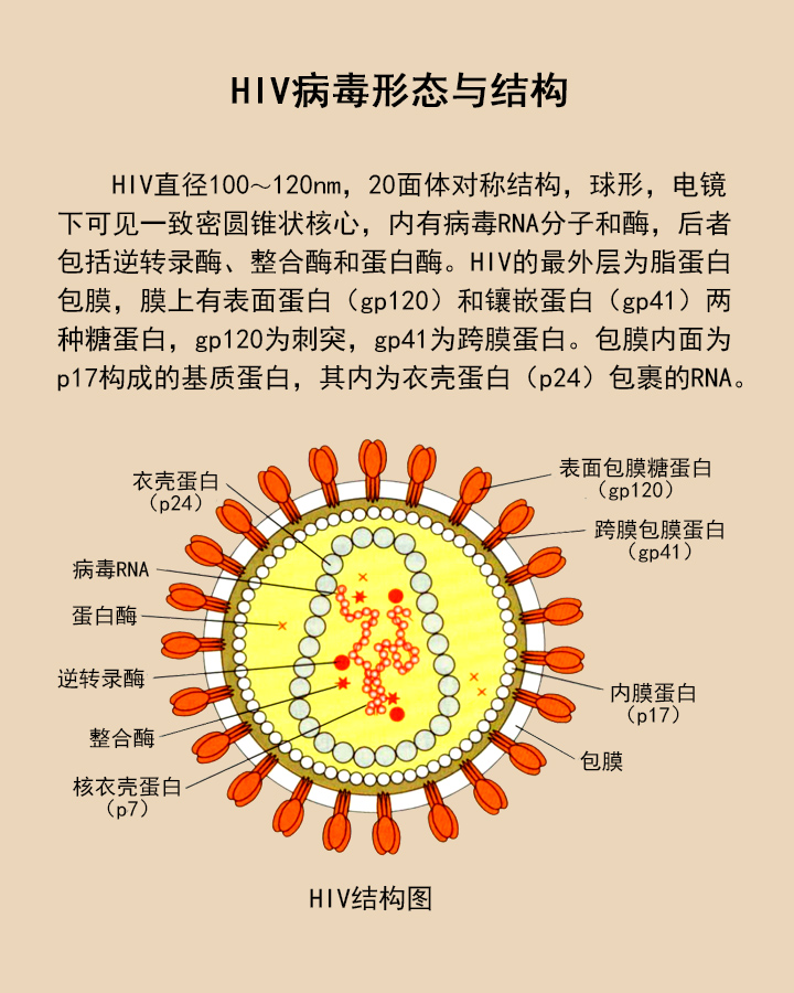 hiv 病毒是一种逆转录 rna 病毒,也就是说它是以 rna 为遗传信 息载体