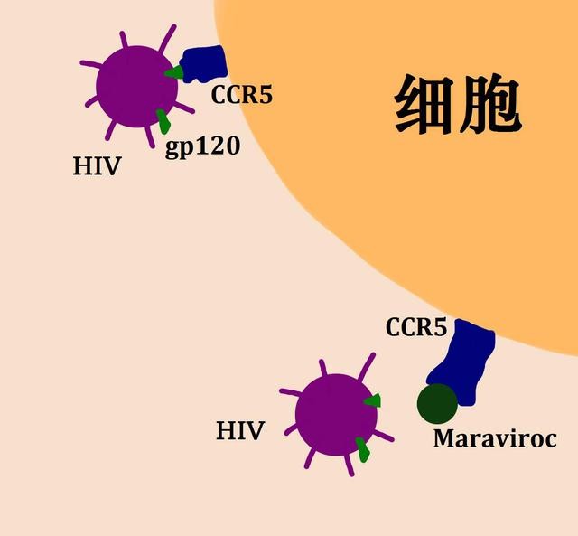 治愈的艾滋病人_艾滋病治愈_治愈艾滋病的又一人