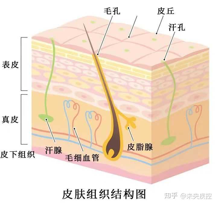 急性艾滋病感染期的主要表现_艾滋病急性期_急性期艾滋病症状