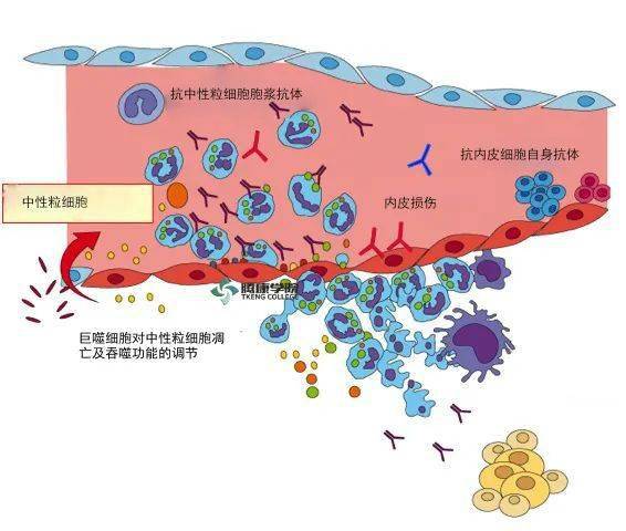 急性艾滋病感染期的临床表现_艾滋病急性期_急性艾滋病感染期的主要表现