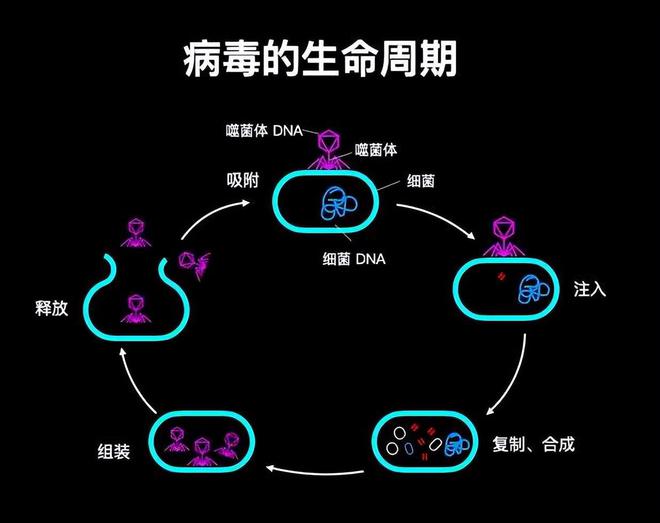 急性艾滋病感染期的主要表现_艾滋病急性期_艾滋病急性期具有传染性吗