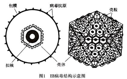 恐艾_恐艾强迫症_恐艾症