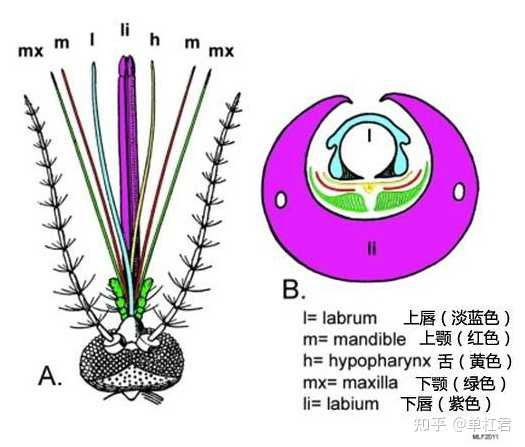 艾滋病急性期_急性期艾滋病症状_艾滋病急性期具有传染性吗