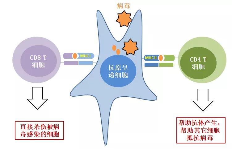 治愈艾滋病有希望吗_治愈艾滋病_治愈的艾滋病人