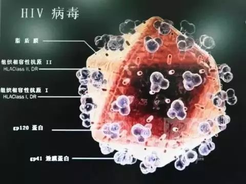 艾滋病急性期_急性艾滋病感染期的临床表现_艾滋病急性期具有传染性吗