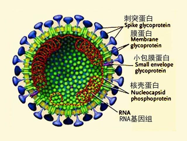 治愈的艾滋病患者_治愈艾滋病_治愈的艾滋病