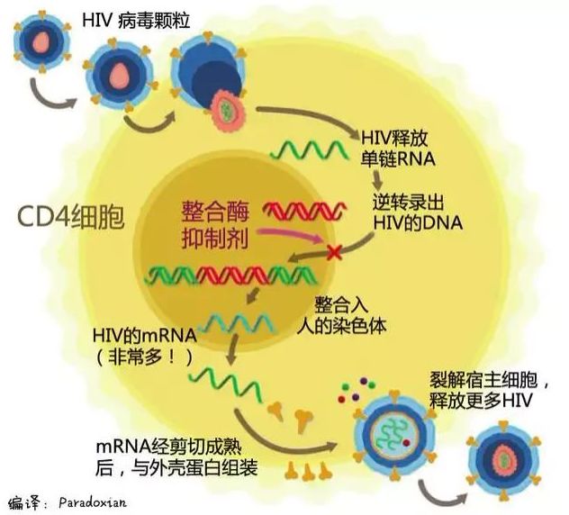 艾滋病自述_艾滋病患者自诉如何得病_艾滋病的自述文章1000字