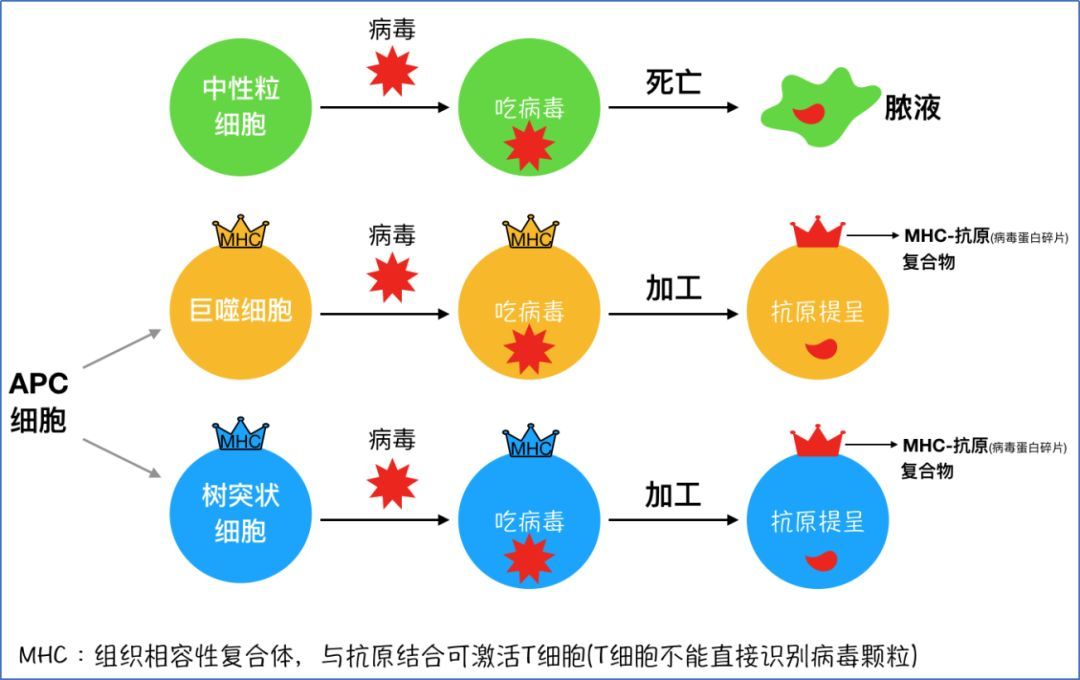 治愈艾滋病的又一人_治愈艾滋病有希望吗_治愈艾滋病