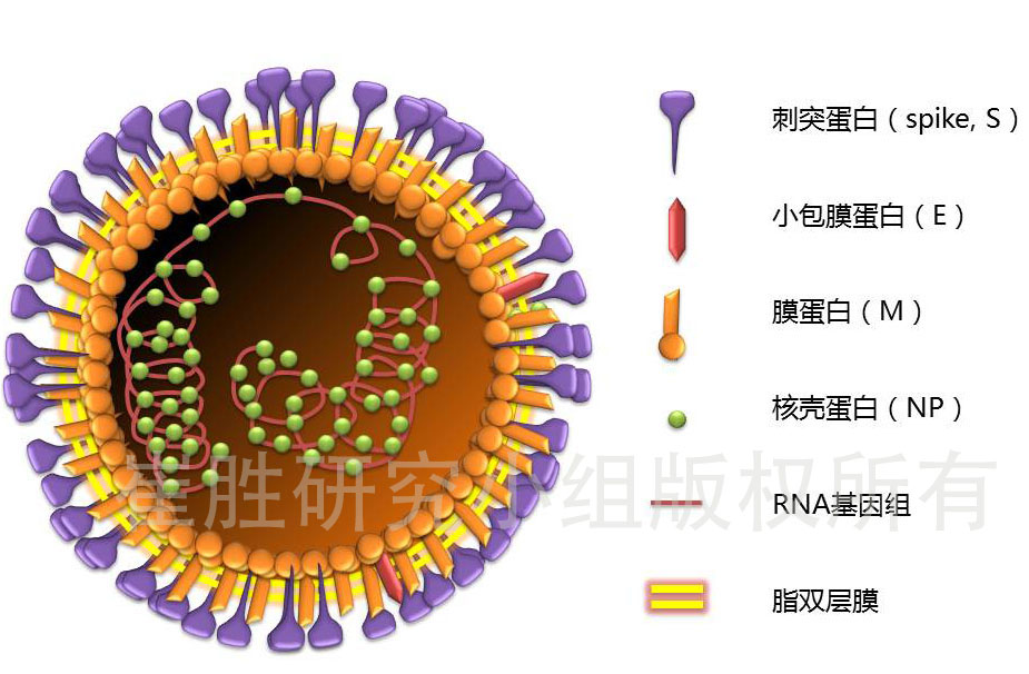 治愈艾滋病_治愈的艾滋病人_治愈的艾滋病