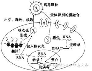 初期艾滋病能活多久_艾滋病初期_初期艾滋病患者症状